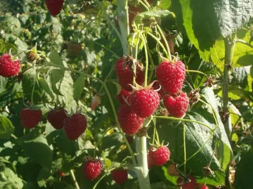Трети сме в Европа по  производство на малини
