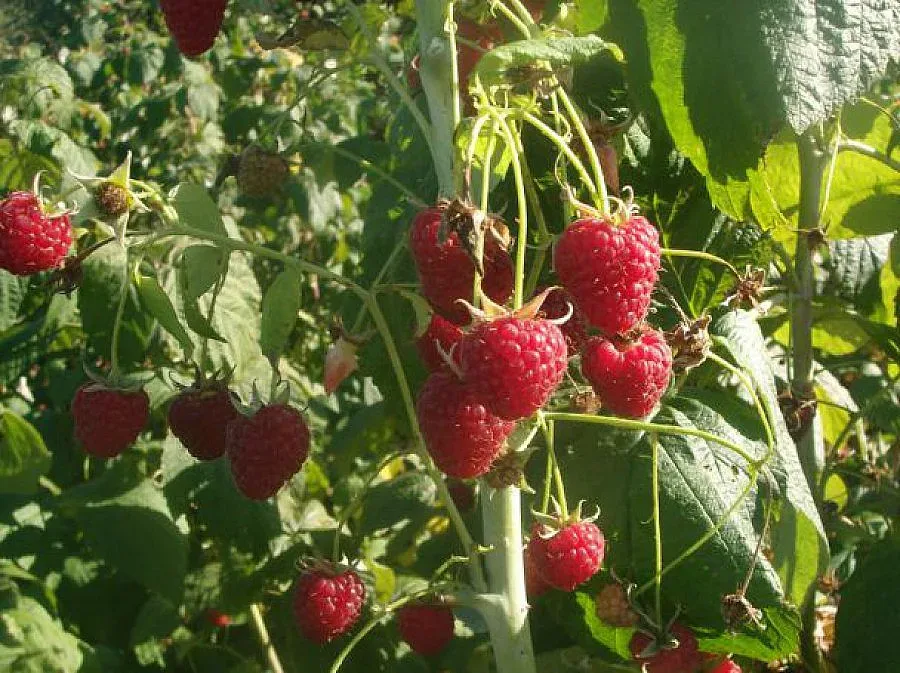 Трети сме в Европа по производство на малини