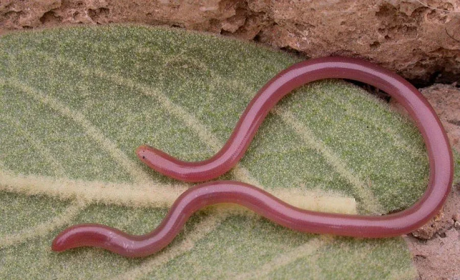 Кръстиха червей в чест на Обама