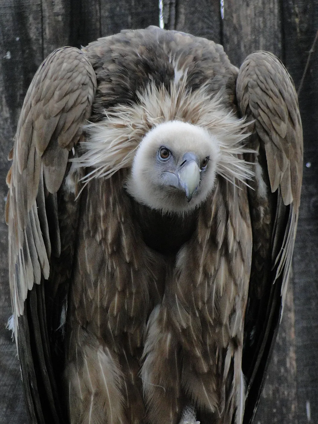 Продължава кампанията за набиране на средства за лешоядчето от Зоопарк Стара Загора