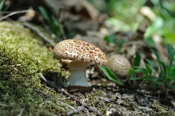 Гъбите хранят село Краище
