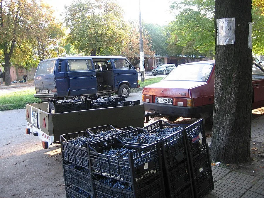 Гроздоберът започна месец по-рано