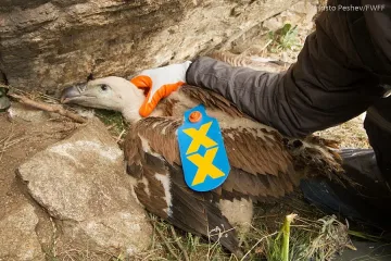 Редки лешояди се излюпиха в Кресненския пролом