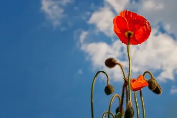 Слънце и в неделя