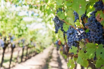 Лозари в Пиринско продават грозде на гърци