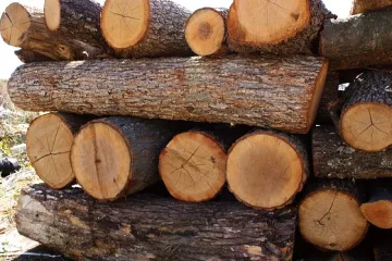 Търновският кмет уволни шефа на Горското стопанство