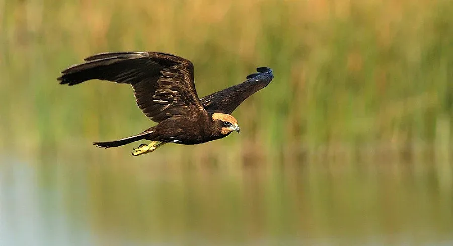 Рядка птица първа жертва на бракониери в новия сезон