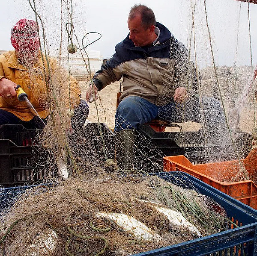 9 лв. за кило сафрид в Бургас