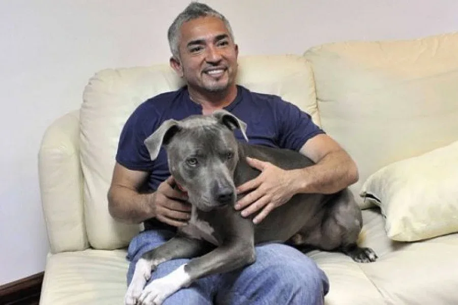 145 лв. билет за Говорещия с кучета