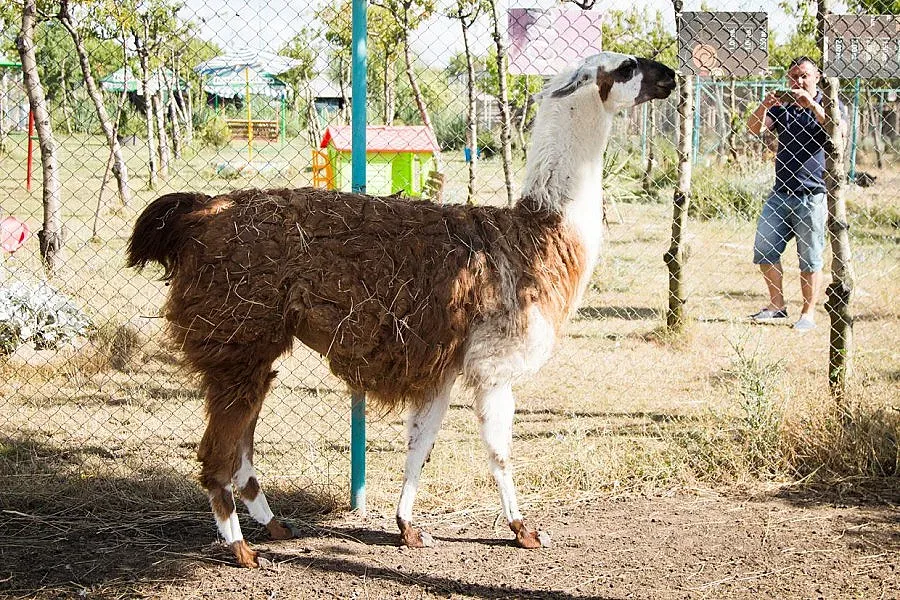 Златният скункс живее на 8 км от Бургас