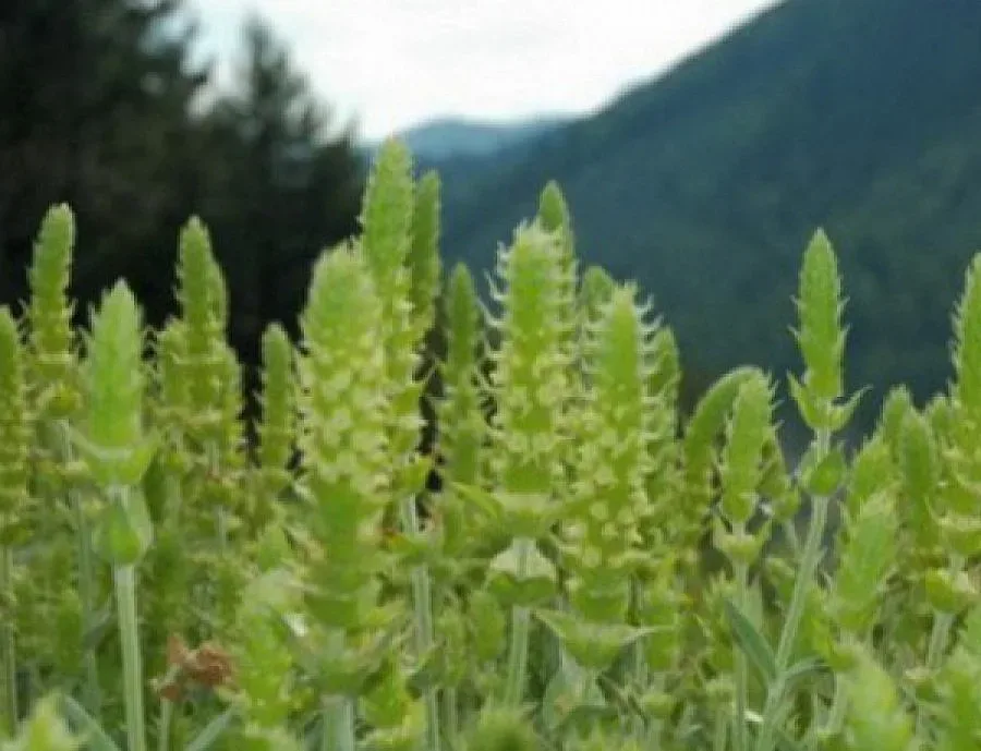 25 кг мурсалски чай иззеха експерти на РИОСВ