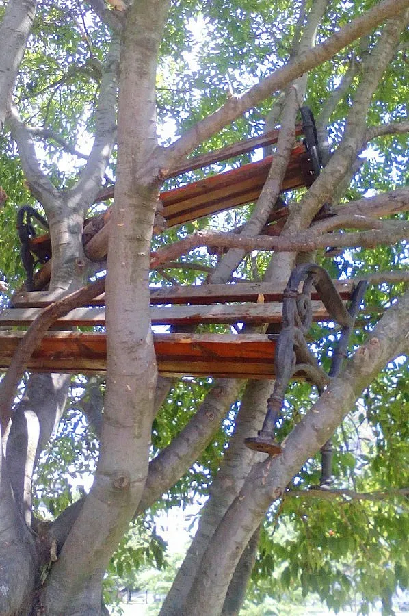 Пейки кацнаха по дърветата в Бургас