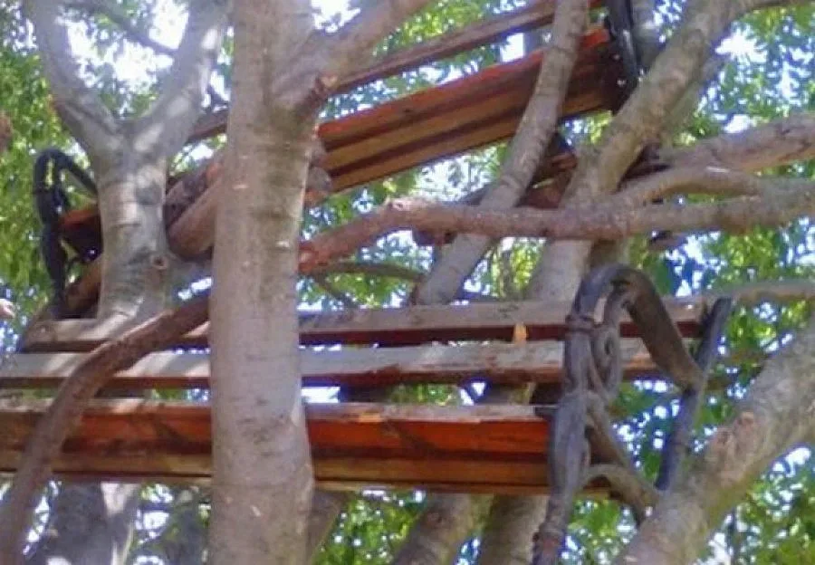 Нова мода- пейки по дърветата в Бургас