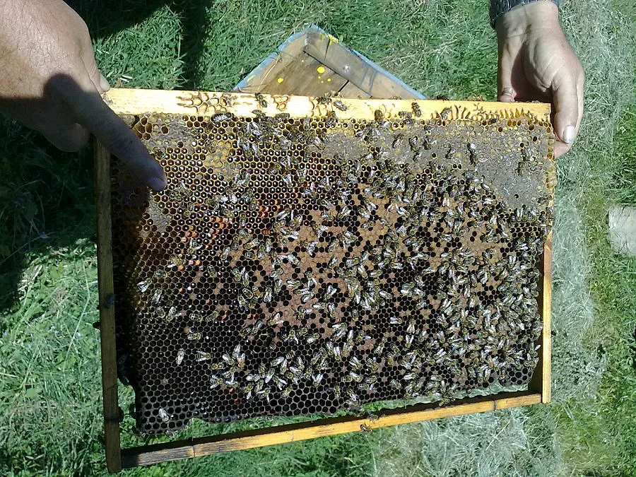 Спряха блокада на пътя от пчелари