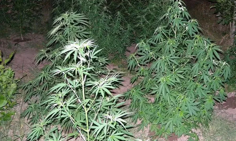 Три ареста за канабис в Петрич