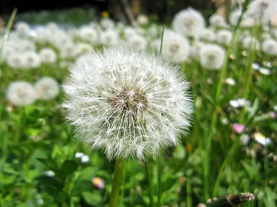 Чакрите могат да се лекуват с билки