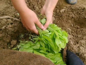 Тютюнджии стягат бунт заради неплатена продукция