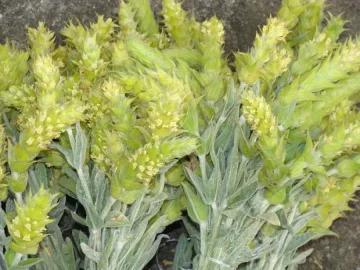 Започват проверки за незаконно бране на мурсалски чай