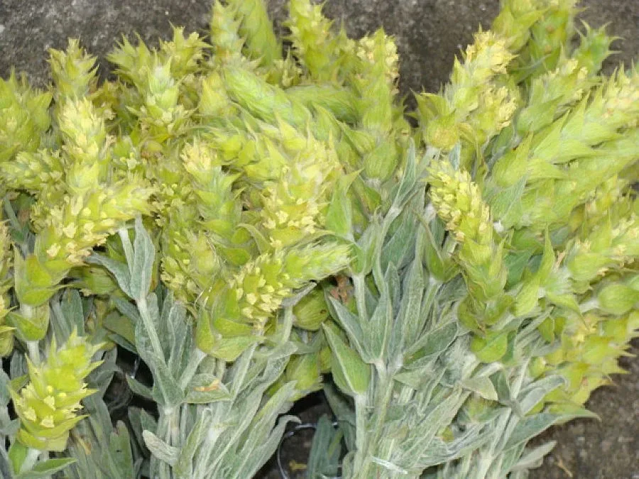 Започват проверки за незаконно бране на мурсалски чай