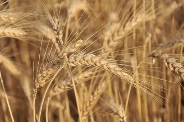 Хлебното зърно от новата реколта е по-евтино от миналата година