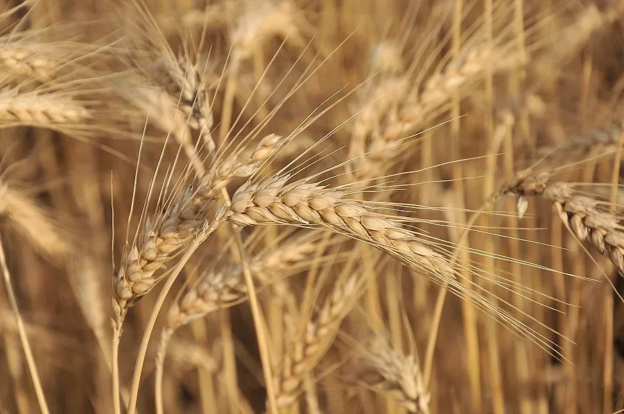 Хлебното зърно от новата реколта е по-евтино от миналата година