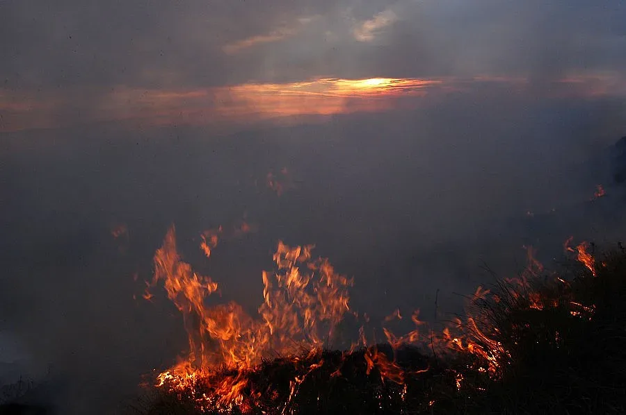 Мълния изпепели теле в обор