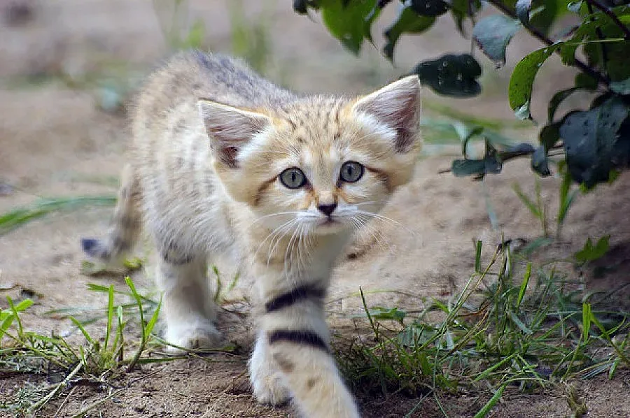 Котките, които изглеждат вечно млади