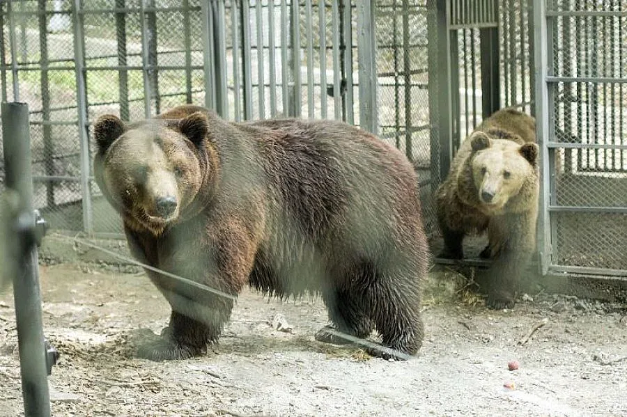 Още служители в мечия парк заради бум на туристи