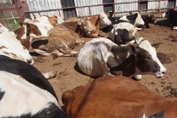 Над 70 хил. ваксинирани животни срещу дерматит в Кърджалийско