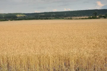 Пламна 500-декарова житна нива край Бело поле