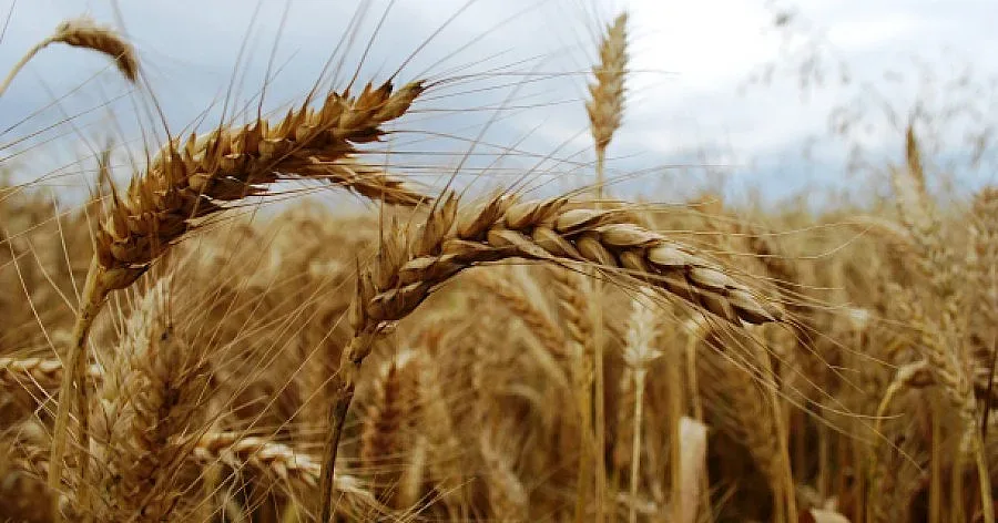 Близо 50 кг. по-висок добив от ечемик в Добричко