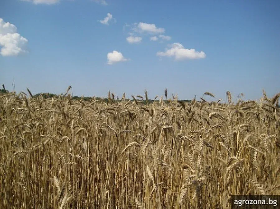 Близо 50 кг по-висок добив от ечемик в Добричко