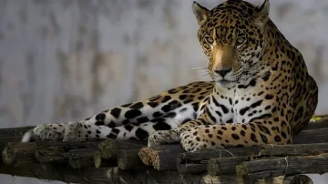 Застреляха талисмана на олимпийските игри