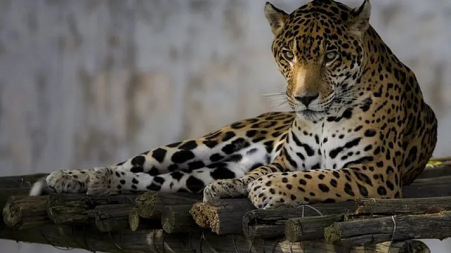 Застреляха талисмана на олимпийските игри