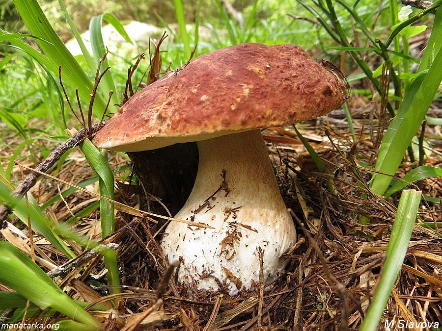 До 100 лева надница от прясна манатарка