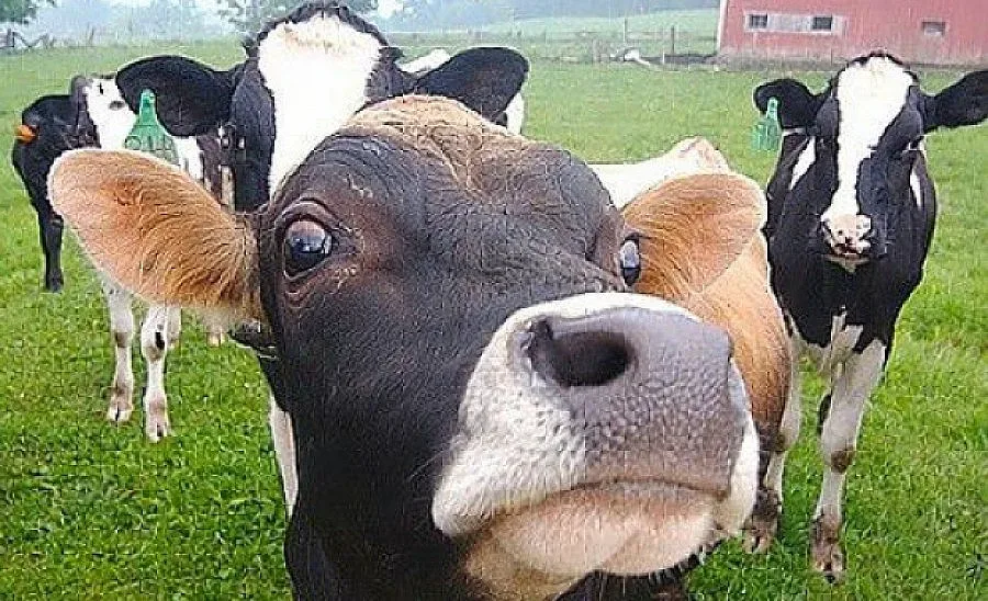 Ветеринари убиха 25 крави заради нодуларен дерматид