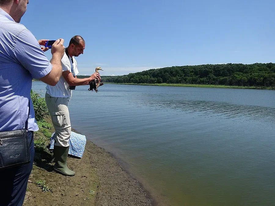 Природозащитници пуснаха редки птици в язовир край Тутракан