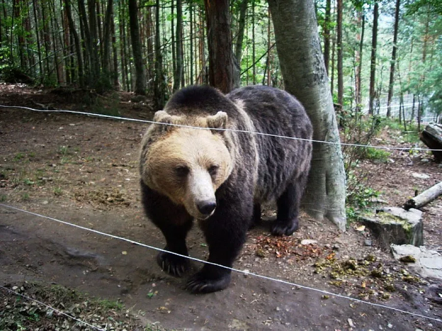 Нов басейн за мечките над Белица