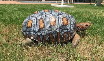 Костенурка с 3D коруба