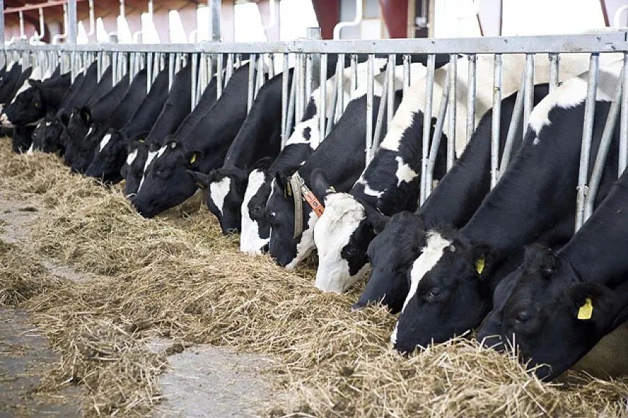 БАБХ чака 350 хил. дози ваксина срещу нодуларен дерматит