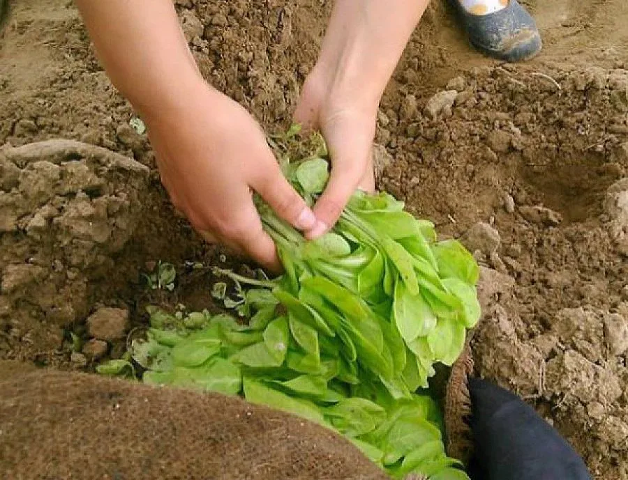 Наши тютюнджии изкарват по 25 евро надница в Гърция