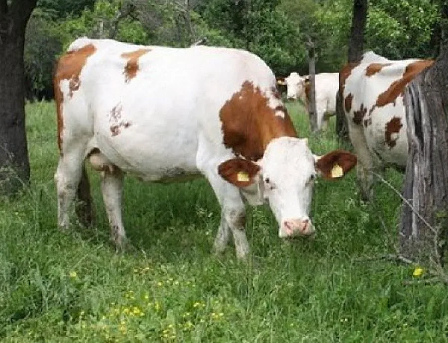 Нови огнища на нодуларен дерматит