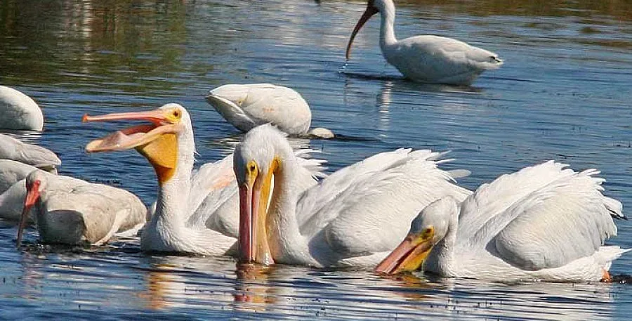 Японска телевизия прави филм за Сребърна