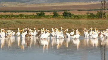 Японска телевизия прави филм за Сребърна