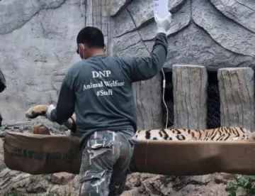 Откриха кланица за тигри в тайландски храм