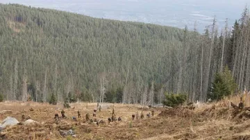 Горски в битка за най-добър секач