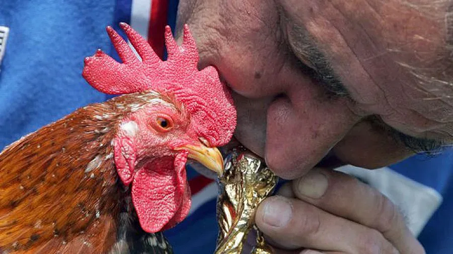 УЕФА забрани на петел достъп до стадионите