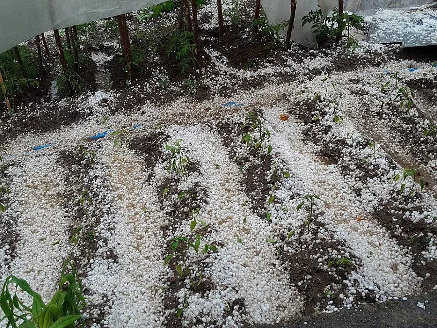 Градушка и в Кърджалийско