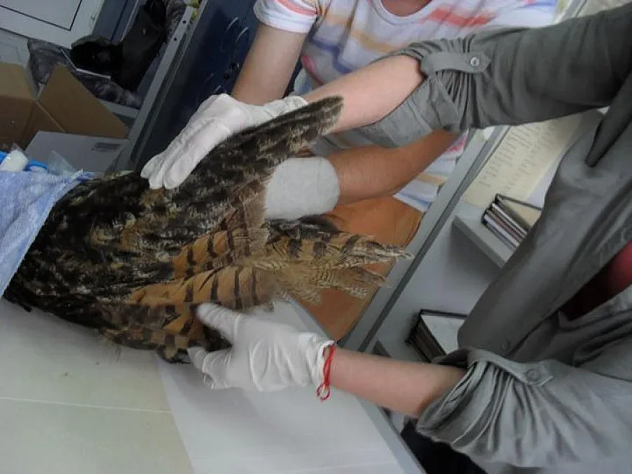 Еколози спасиха бухал, кукумявка и щъркелче