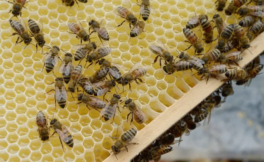 Лошото време обрече на глад пчелите